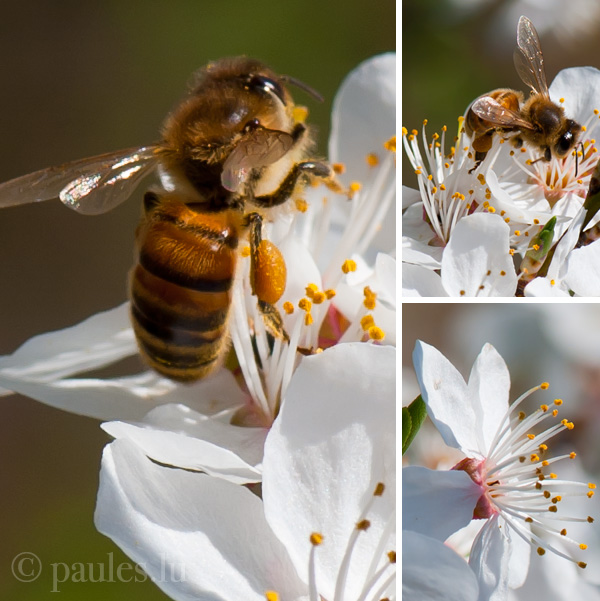 Honigbiene beim Sammeln 